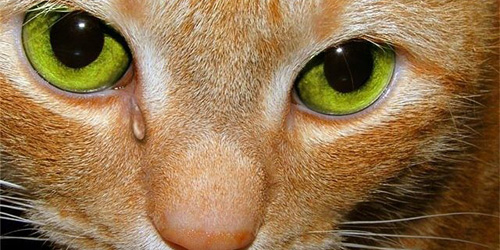 плачет животное