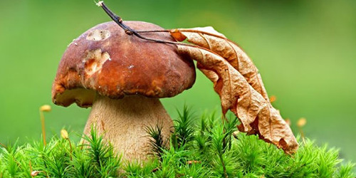 сонник собирать грибы