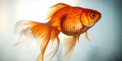 Картинки по запросу золотая рыбка