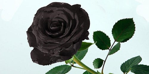 к чему снится черная роза