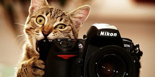 котик с фотоаппаратом
