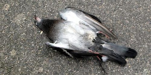мертвый голубь