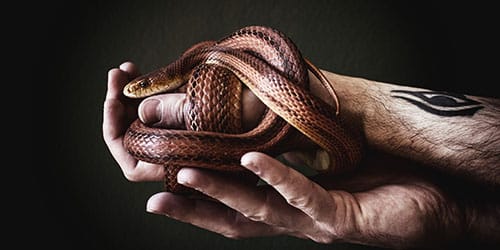 Ручная змея