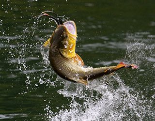 Ловить рыбу