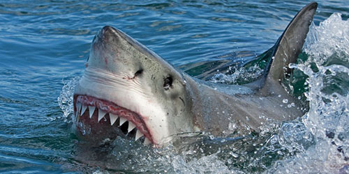 Нападающая акула