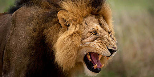 агрессивный лев