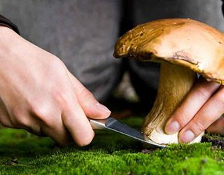 Собирать грибы