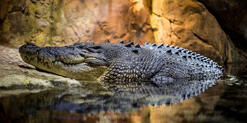 К чему снится крокодил во время беременности во сне - Сонник