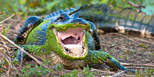 К чему снится агрессивный крокодил?