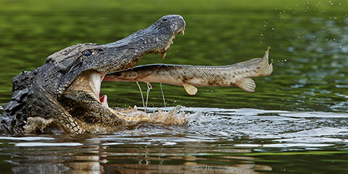 Сонник — к чему снится крокодил
