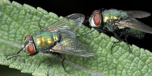 Две зеленые мухи