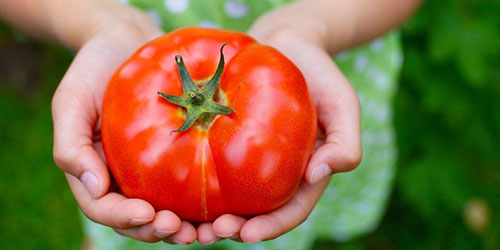 Большой томат