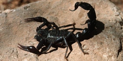 сонник скорпион