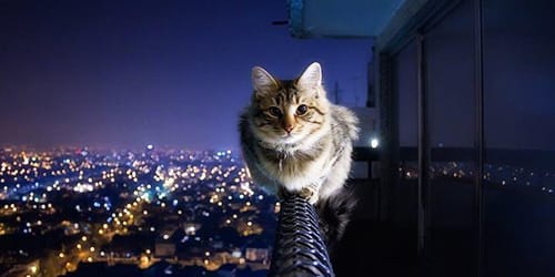 кот на перилах балкона высотки