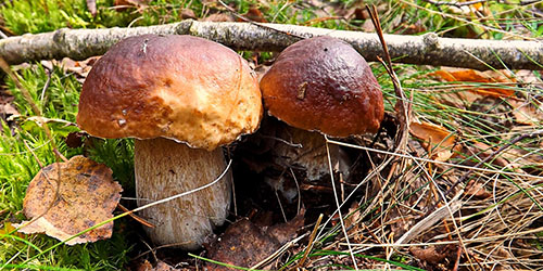 большие грибы
