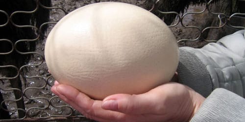 большое яйцо