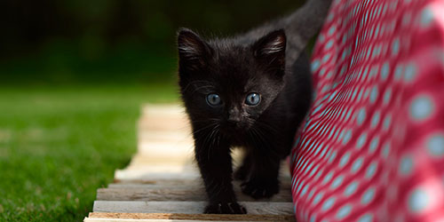 Черный котенок