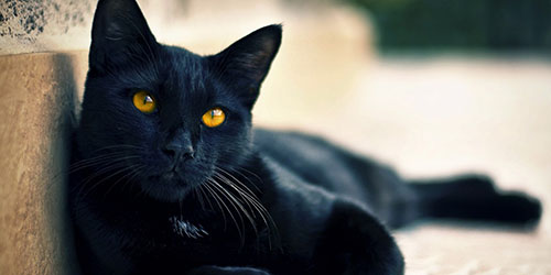 К чему снится черный кот?