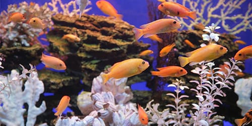 aquarium s rybkami 1