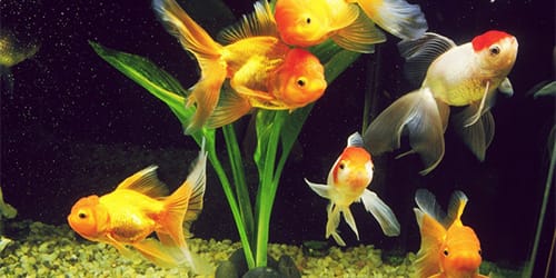 Аквариум с золотыми рыбками