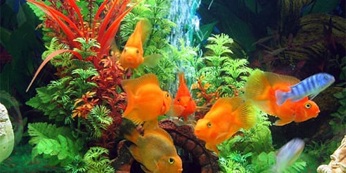 Рыбы попугай в аквариуме