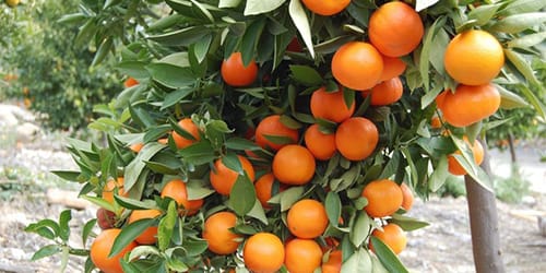 tangerine by mangan