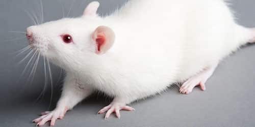 К чему снится белая крыса?