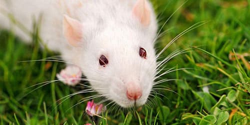 Белая крыса на траве