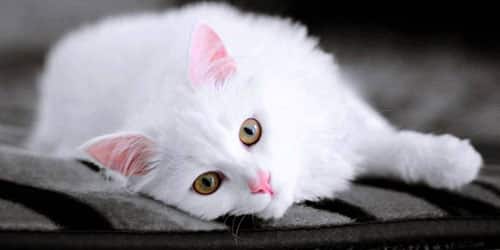 Красивая белая кошка во сне