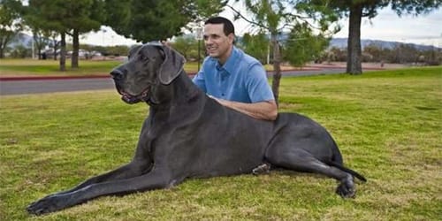 Огромные собаки к чему снятся thumbnail