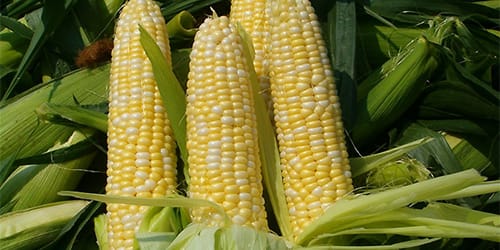к чему снится кукуруза