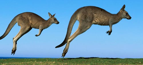 прыгающее кенгуру
