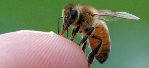 к чему снится укус пчелы