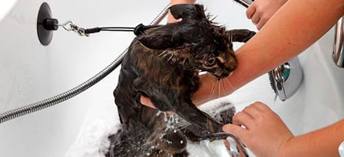 мыть кошку
