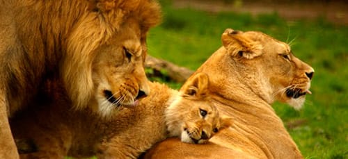 семья львов во сне