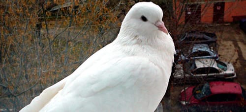 к чему снится белый голубь