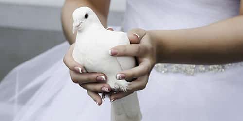 Держать в руках белого голубя