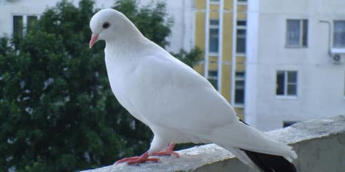 Белый голубь на окне
