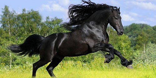 Черный вороной конь