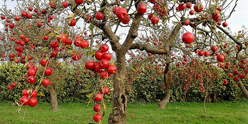 Яблоня с красными яблоками