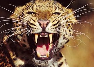 Найти во сне не курящему. leopard 1. Найти во сне не курящему фото. Найти во сне не курящему-leopard 1. картинка Найти во сне не курящему. картинка leopard 1. Вопреки предупреждениям Минздрава, сонник утверждает, что когда некурящий курит во сне, здоровью это нисколько не повредит. Предсказания, к чему снится символ, сулят умиротворение и повод для радости, содержат подсказки и советы, которые могут очень пригодится в реальной жизни.