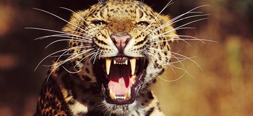 сонник леопард нападает