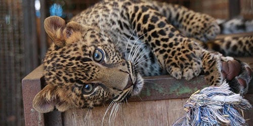 Леопард в доме