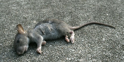Мертвая мышь во сне