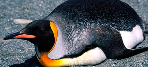 pingvin 2