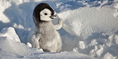 Маленький пингвиненок