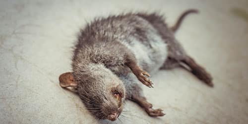 К чему снится дохлая крыса?