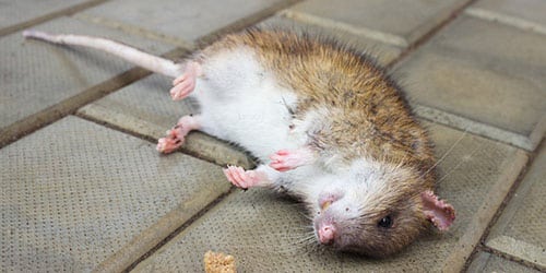 Сонник крыса к чему снится мертвая крыса во сне thumbnail