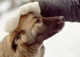 Гладить собаку