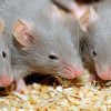 Мыши крысы